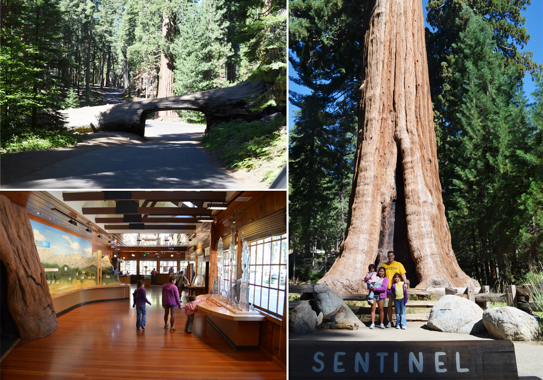 The West Coast Road Trip Part II – Sequoia National Park